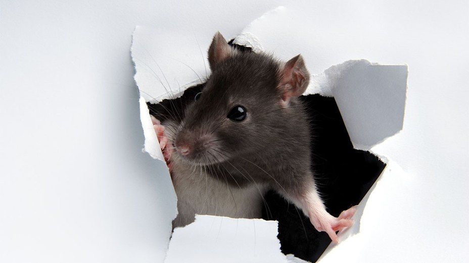 Rodents