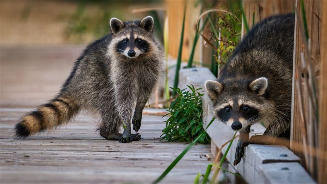 Wildlife Control